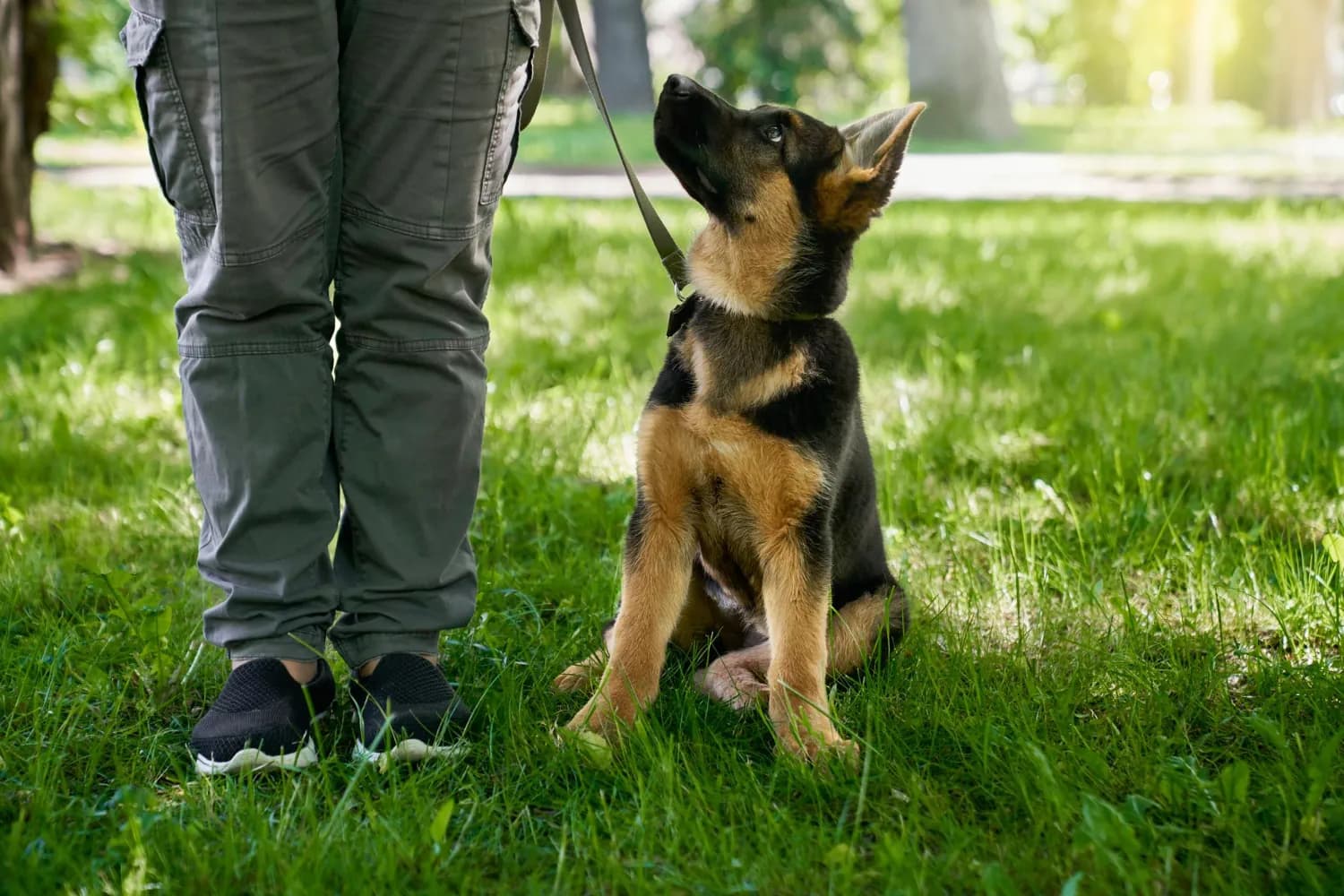 Armando for Dogs: academia e treino para cães em Aveiro