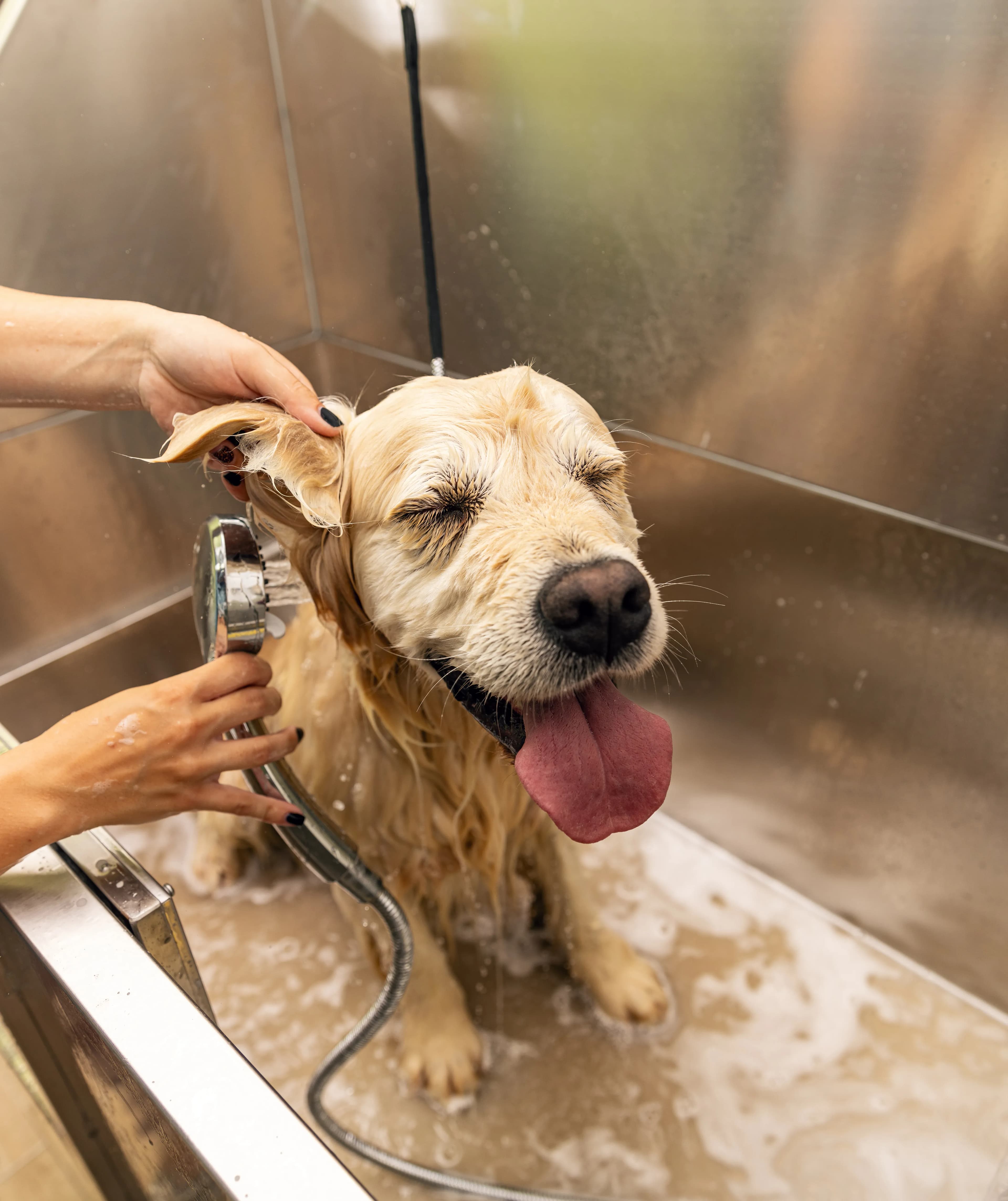 banho e cuidados para cães em Aveiro
