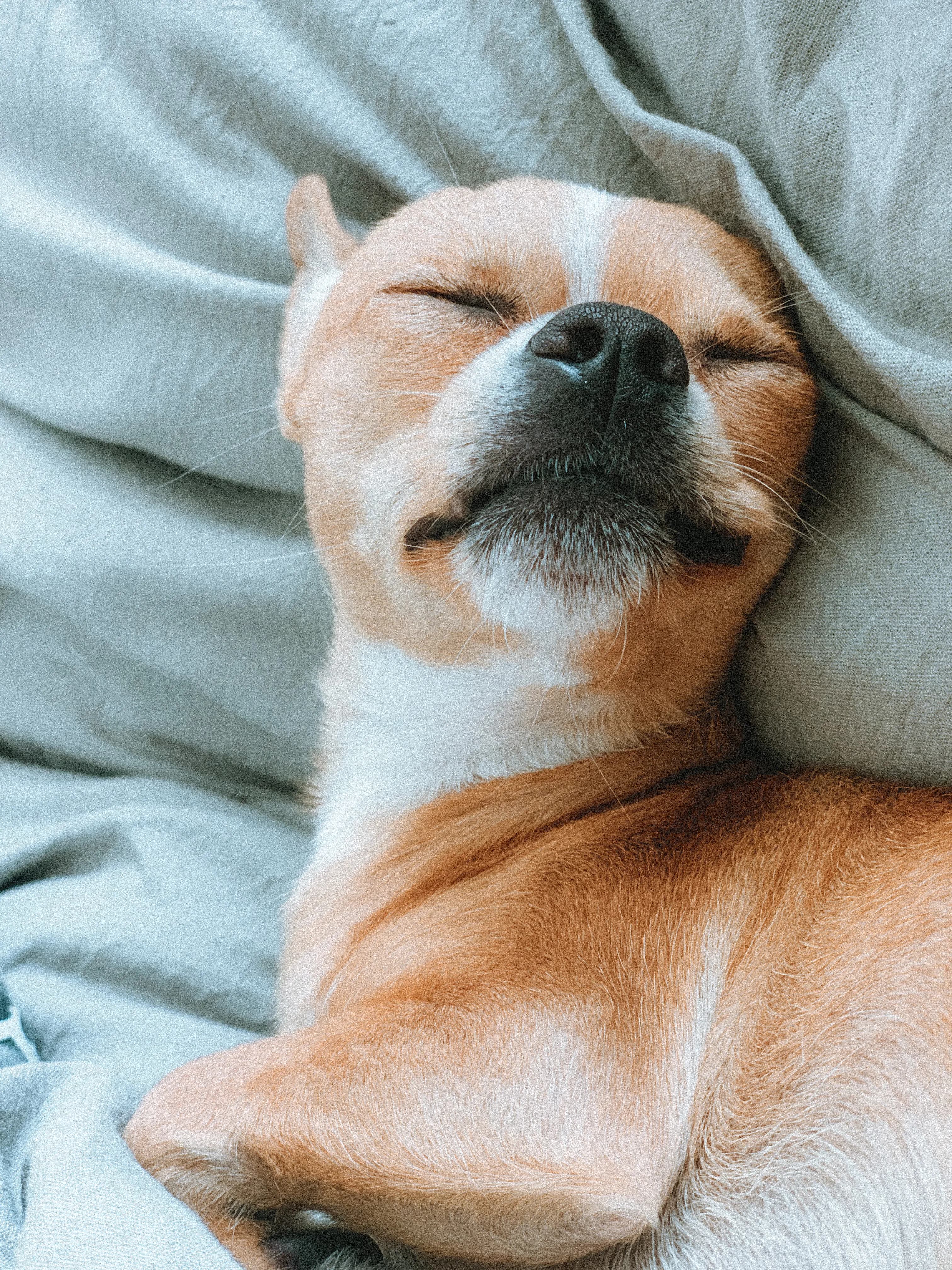 Cães hospedados em hotel canino com área exterior